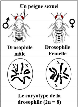 Les lois statistiques de la transmission des caractères héréditaires chez les diploïdes